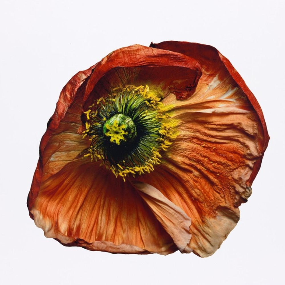 Meet your Posher, Maribel